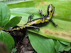 Long-toed salamander