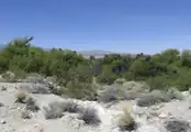 Looking North Into The Mesquite Bosque at the DNR