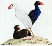 Three swamphens: one black, one dark-blue and one white