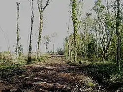 Woodland in Tullaghan townland near the shore of Lough Owel