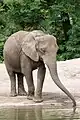 African bush elephant