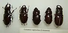 Lucanus capreolus