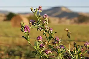 Medicago sativa