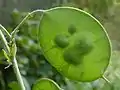 Unripe seedpod in July