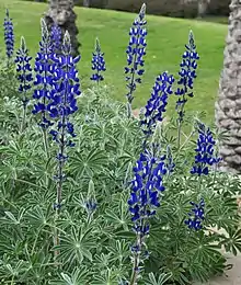 Lupinus pilosus in Israel