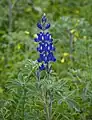 Blue Lupine in Kefar Shemaryahu, Israel