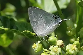 Ventral view