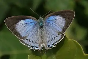 Dorsal view