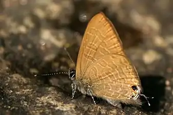 Ventral view