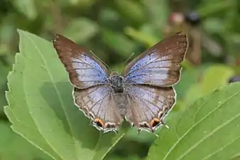 Dorsal view (female)