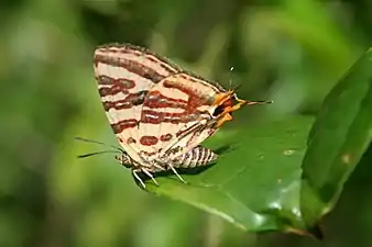 Ventral view