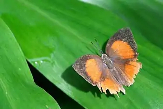 Dorsal view (male)