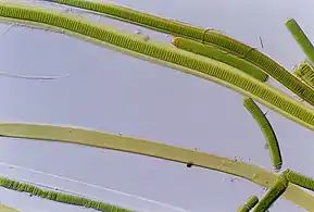 Lyngbya species form long, unbranching filaments inside rigid mucilaginous sheaths which can form tangles or mats, intermixed with other phytoplankton species