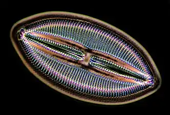 Pennate diatom with a raphe (Lyrella hennedy)