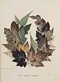 The Forest Wreath. Leaf and flower pictures, and how to make them (1859) In the Mary Ann Beinecke Decorative Art Collection. Sterling and Francine Clark Art Institute Library. https://archive.org/stream/MAB.NK1560L41859Images_201304/MAB.NK1560%20L4%201859_Images#page/n25/mode/2up