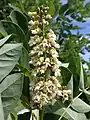 Upright inflorescence, street tree, Bozeman, Montana, US