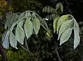 Closeup of young leaves, showing silvery pubescence