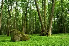 Maardu hiis, a sacred grove in Maardu.