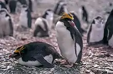 Two macaroni penguins – one standing, one lying on belly