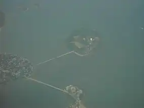 A 2007 aerial view of Mackworth Point (left) and Mackworth Island