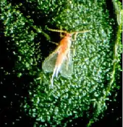 Male hibiscus mealybug, Maconellicoccus hirsutus