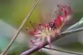 Drosera rotundifolia with an insect