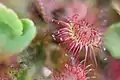 Drosera rotundifolia from a bog in Lithuania