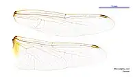 Female wings