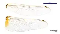 Male wings