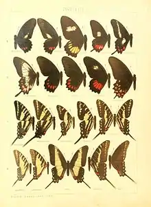 Seitz Plate 14 belesisand branchus