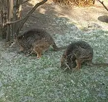 Tammars at Budapest Zoo