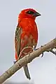 male, transition into breeding plumage, Madagascar