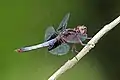 Thermorthemis madagascariensis, immature male