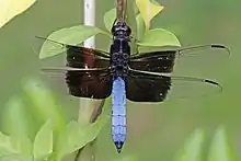 Thermorthemis madagascariensis, male