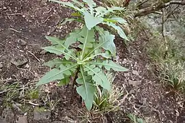 Detail of leaves