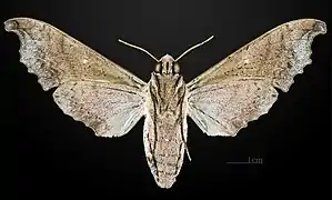 Female ventral MHNT