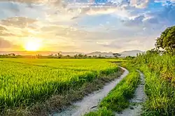 A rice field in Mae Suai