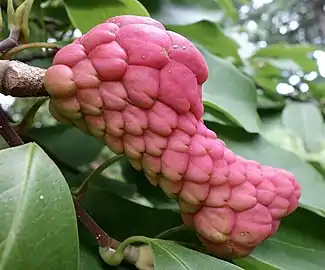 Maturing fruit