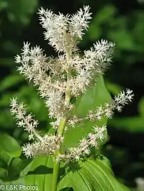 Panicle with main axis and side branches: M. racemosum amplexicaule