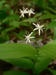 Simple raceme; one pedicellate flower per node: M. stellatum