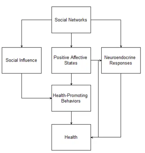 Main effect model of social ties and health. Adapted from Kawachi and Berkman (2001).