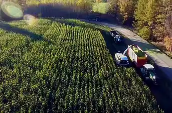 Harvesting maize field in Rantasalmi, South Savonia, Finland