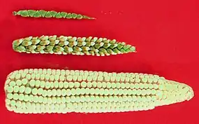 Image 30Top: teosinte, bottom: maize, middle: maize-teosinte hybrid (from Evolutionary history of plants)