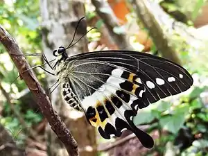 Ventral view