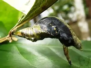 Pupa