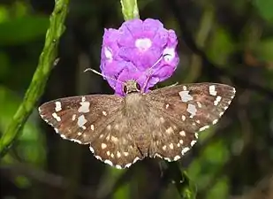 Dorsal view