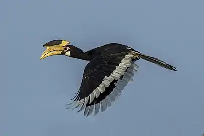 female in flightYala National Park, Sri Lanka