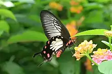 Malabar rose(Pachliopta pandiyana)