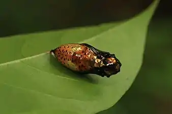 Pupa