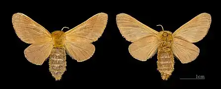 Female - both sides - MHNT